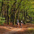 Discovering the Enchanting Equestrian World of Aiken, SC