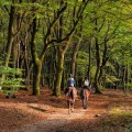 Exploring Aiken, SC: A Horseback Riding Tour of Historic Equestrian Events