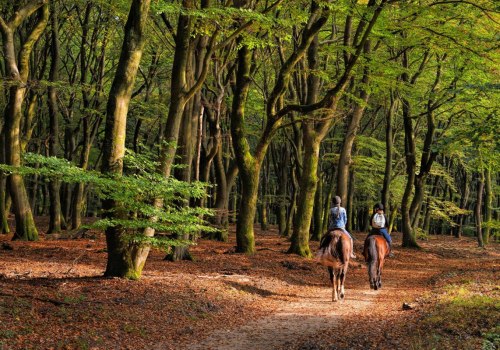 Exploring Aiken, SC: A Horseback Riding Tour of Historic Equestrian Events